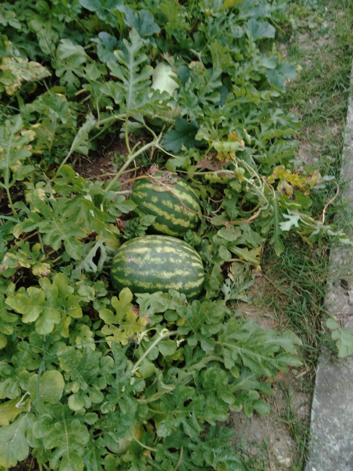 Agriturismo Caruggiu Di Via Vecchia Orco Feglino Esterno foto