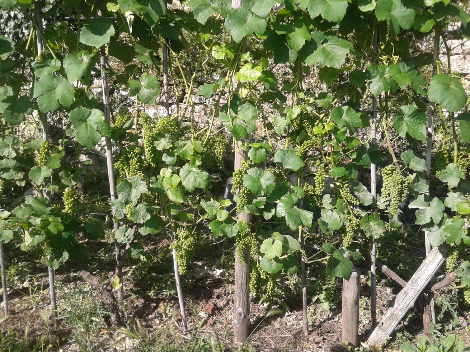 Agriturismo Caruggiu Di Via Vecchia Orco Feglino Esterno foto